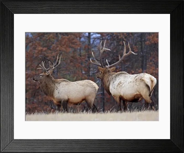 Framed Print : Elk / Wapiti - in woodland. Rocky mountains - Jasper national park - Alberta - Canada Framed Print : Elk / Wapiti - in woodland. Rocky mountains - Jasper national park - Alberta - Canada