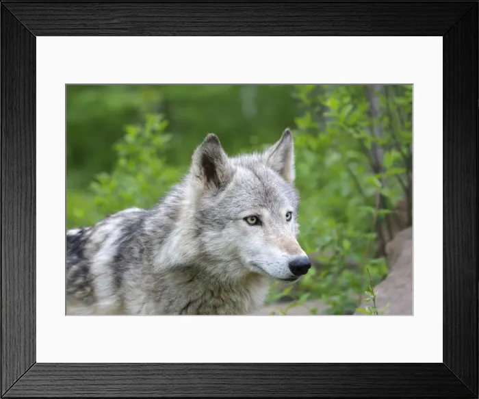 Framed Print : Grey / Timber Wolf. Minnesota - United States Framed Print : Grey / Timber Wolf. Minnesota - United States