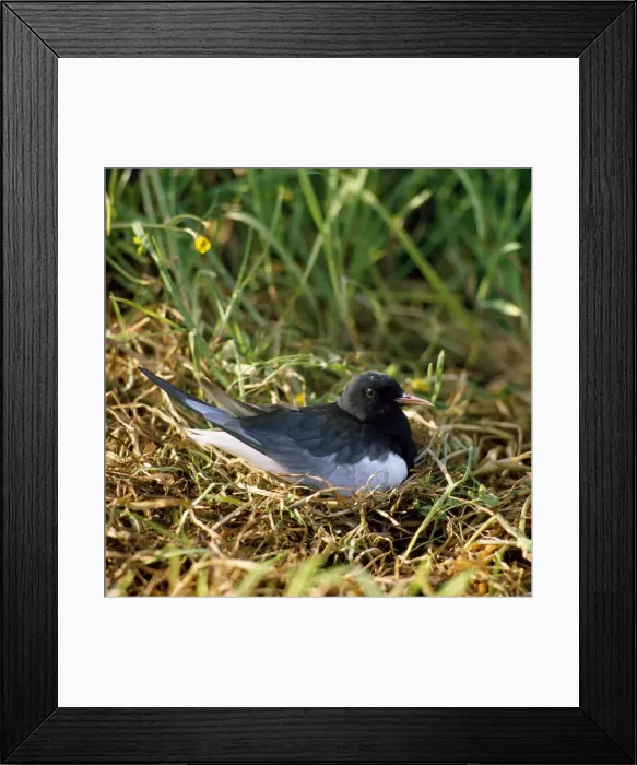 Framed Print : White-winged Black Tern Framed Print : White-winged Black Tern