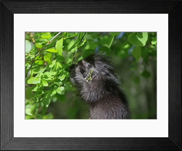 Framed Print : North American Porcupine - Baby eating leaves. Montana - United States Framed Print : North American Porcupine - Baby eating leaves. Montana - United States