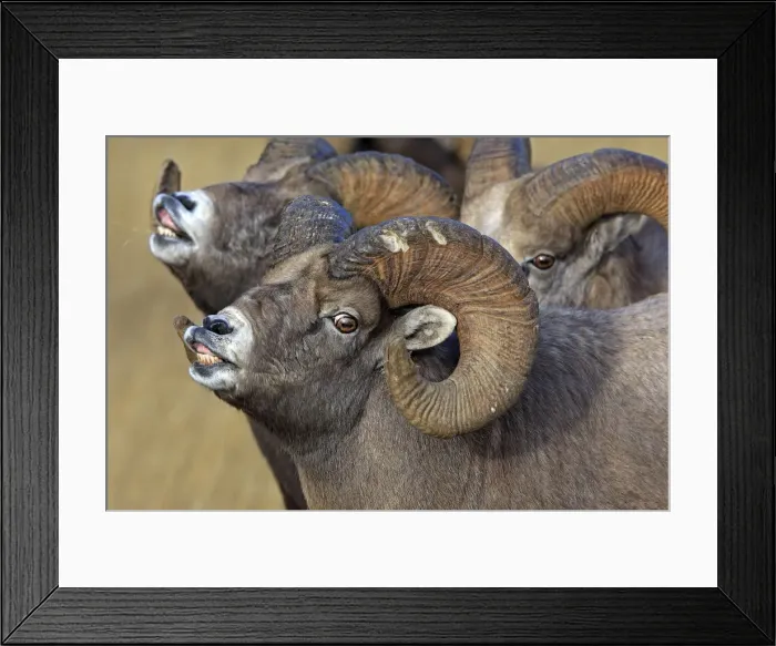 Framed Print : Rocky Mountain Bighorn Sheep - males smelling / scenting female. Jasper National Park - Rocky Mountains - Alberta - Canada Framed Print : Rocky Mountain Bighorn Sheep - males smelling / scenting female. Jasper National Park - Rocky Mountains - Alberta - Canada