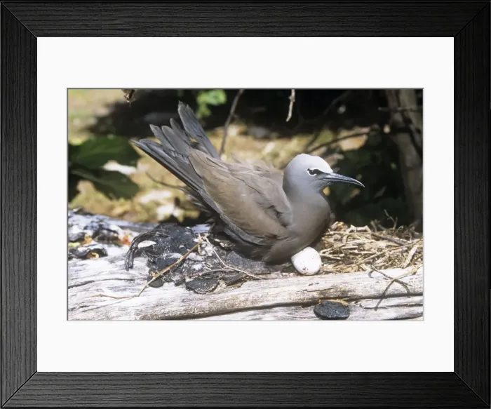 Framed Print : Brown Noddy - incubating egg Framed Print : Brown Noddy - incubating egg
