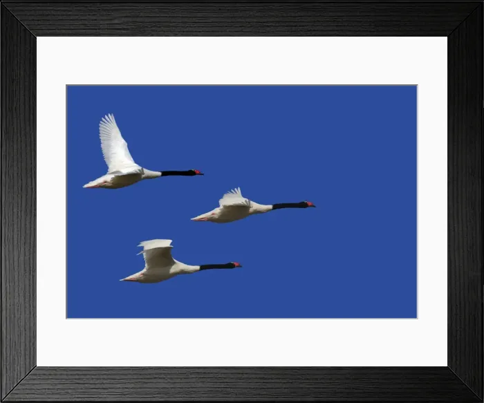 Framed Print : Black-necked Swan - three in flight. Magallanes Peninsula - Patagonia - Argentina Framed Print : Black-necked Swan - three in flight. Magallanes Peninsula - Patagonia - Argentina