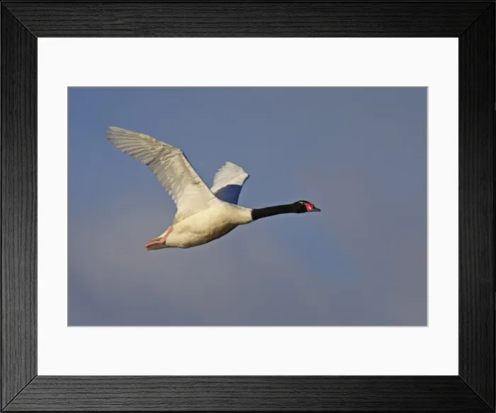 Framed Print : Black-necked Swan - in flight. Magallanes Peninsula - Patagonia - Argentina Framed Print : Black-necked Swan - in flight. Magallanes Peninsula - Patagonia - Argentina
