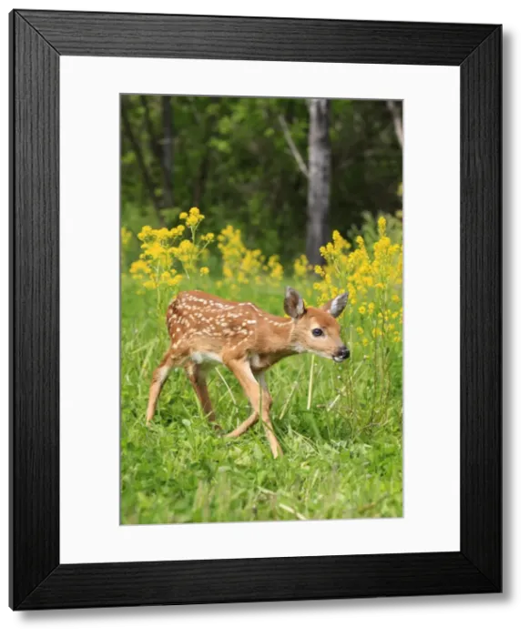 Framed Print : White-tailed Deer - fawn. Minnesota - United States Framed Print : White-tailed Deer - fawn. Minnesota - United States