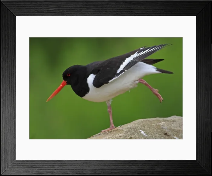 Framed Print : Eurasian Oystercatcher - standing on one leg. Pensthorpe - Norfolk - UK Framed Print : Eurasian Oystercatcher - standing on one leg. Pensthorpe - Norfolk - UK