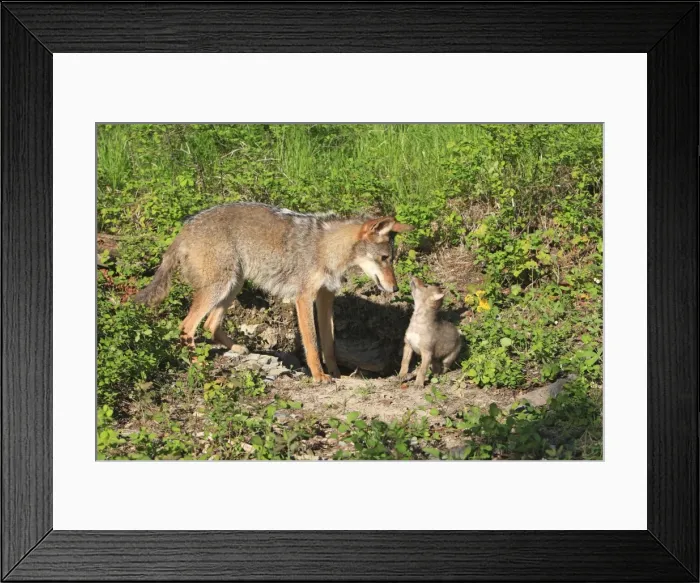 Framed Print : Coyote - Adult with 5 week old baby. Montana - USA Framed Print : Coyote - Adult with 5 week old baby. Montana - USA