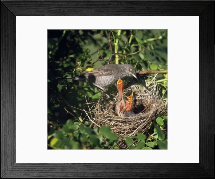 Framed Print : Barred Warbler - at nest with chicks Framed Print : Barred Warbler - at nest with chicks