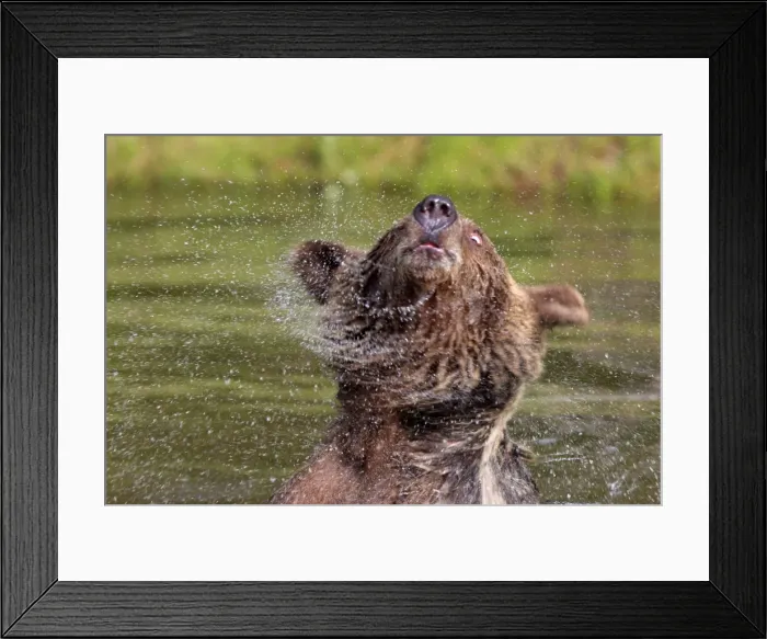 Framed Print : Grizzly Bear - 2 1 / 2 year in water shaking head. Montana - United States Framed Print : Grizzly Bear - 2 1 / 2 year in water shaking head. Montana - United States
