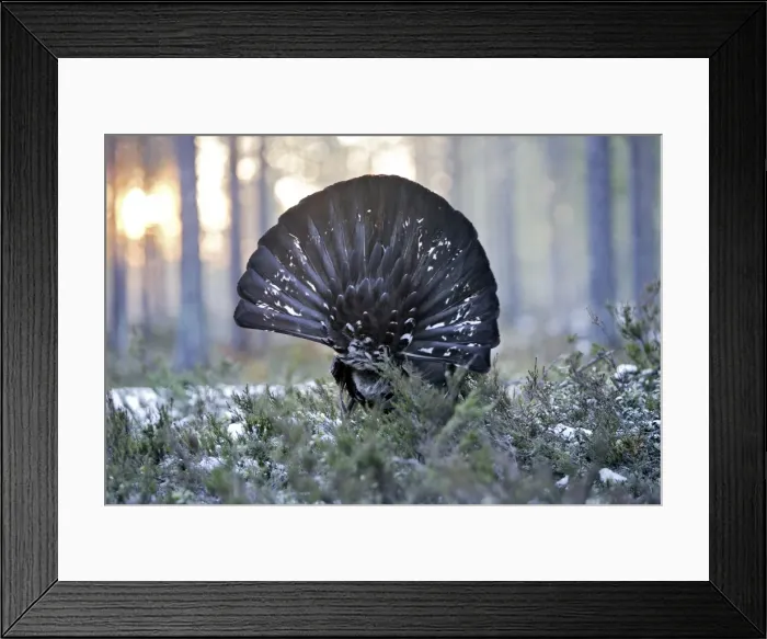 Framed Print : Capercaillie - male displaying - back view showing tail. Kuhmo - Finland Framed Print : Capercaillie - male displaying - back view showing tail. Kuhmo - Finland