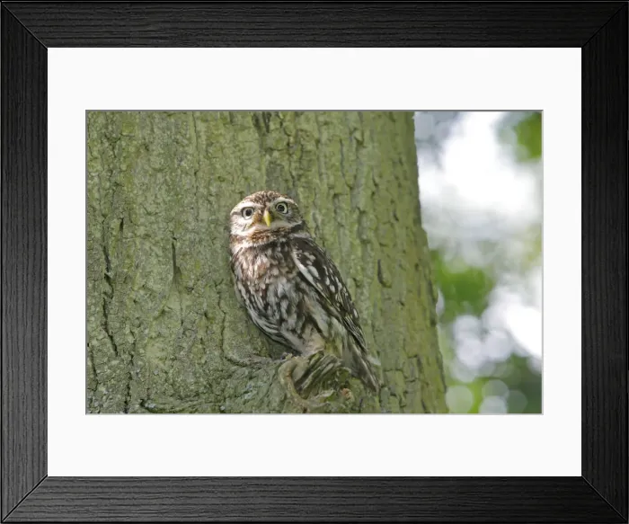 Framed Print : Little Owl - in tree Framed Print : Little Owl - in tree