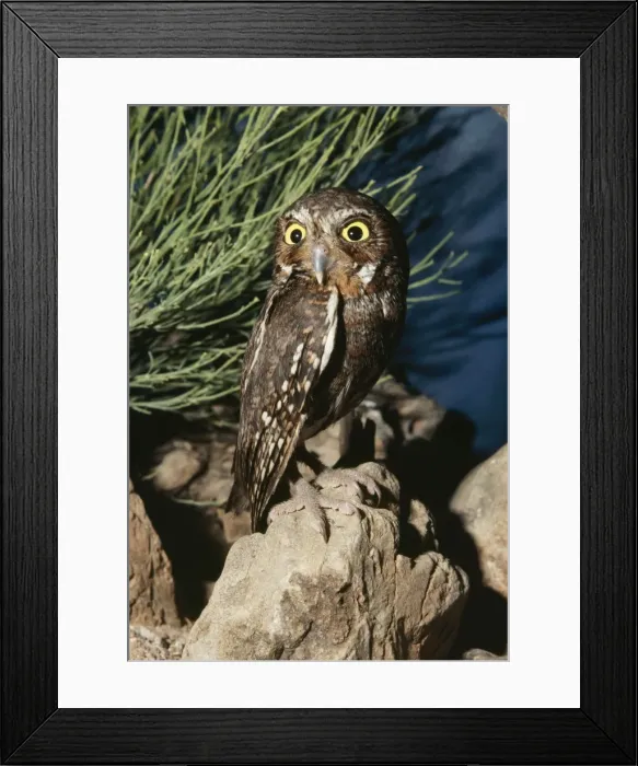 Framed Print : Elf Owl. WW-3154. Elf OWL - rotating, turning head Framed Print : Elf Owl. WW-3154. Elf OWL - rotating, turning head