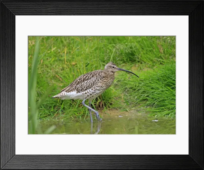 Framed Print : Eurasian Curlew. Pensthorpe - Norfolk - UK Framed Print : Eurasian Curlew. Pensthorpe - Norfolk - UK