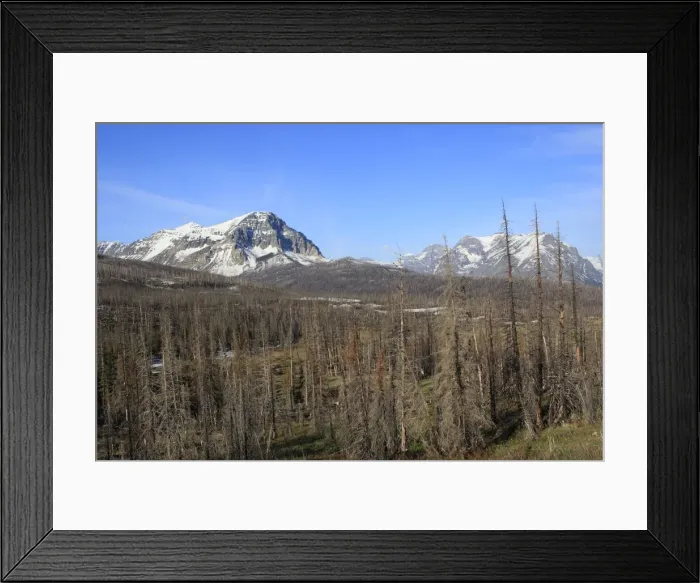 Framed Print : Spruce forest. Glacier National Park - Montana - USA. Borders Waterton Lakes National Park - Aberta - Canada. Waterton-Glacier International Peace World Heritage site Framed Print : Spruce forest. Glacier National Park - Montana - USA. Borders Waterton Lakes National Park - Aberta - Canada. Waterton-Glacier International Peace World Heritage site