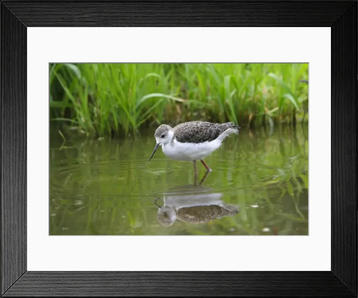 Framed Print : Black-winged Stilt - young. Pensthorpe - Norfolk - UK Framed Print : Black-winged Stilt - young. Pensthorpe - Norfolk - UK
