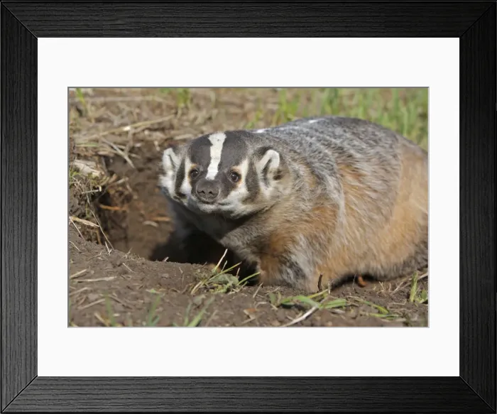 Framed Print : American Badger. Montana - USA Framed Print : American Badger. Montana - USA