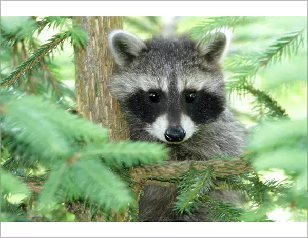Raccoon - baby animal sitting in fir tree - Hessen - Germany