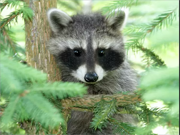 Raccoon - baby animal sitting in fir tree - Hessen - Germany