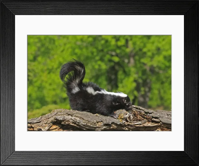 Framed Print : Striped Skunk. Minnesota - United States Framed Print : Striped Skunk. Minnesota - United States