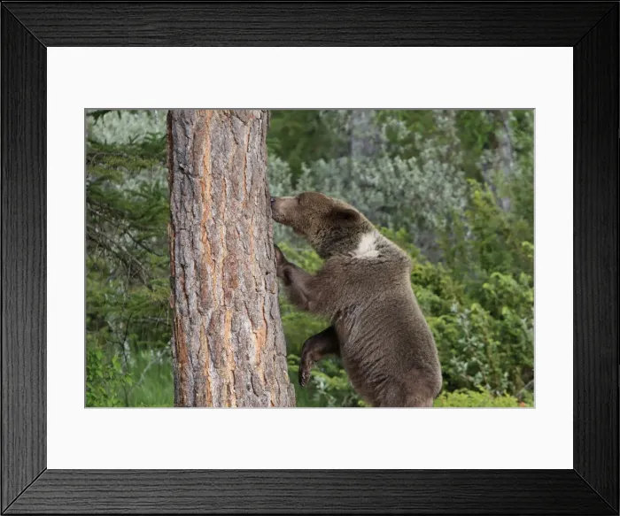 Framed Print : Grizzly Bear - 2 1 / 2 year old with front paws on tree trunk. Montana - United States