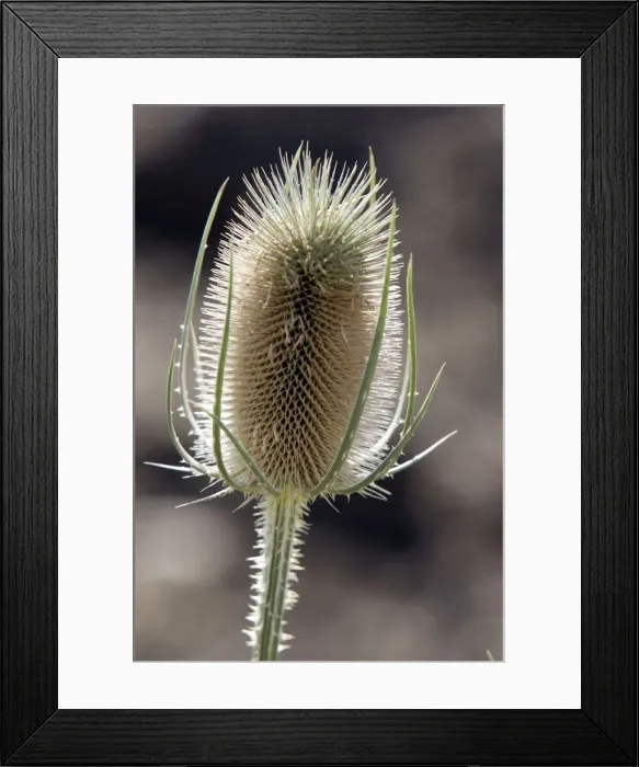 Framed Print : Fuller's Teasel - close-up. France Framed Print : Fuller's Teasel - close-up. France