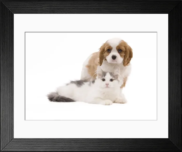 Framed Print : Dog - Cavalier King Charles Spaniel puppy in studio with kitten Framed Print : Dog - Cavalier King Charles Spaniel puppy in studio with kitten