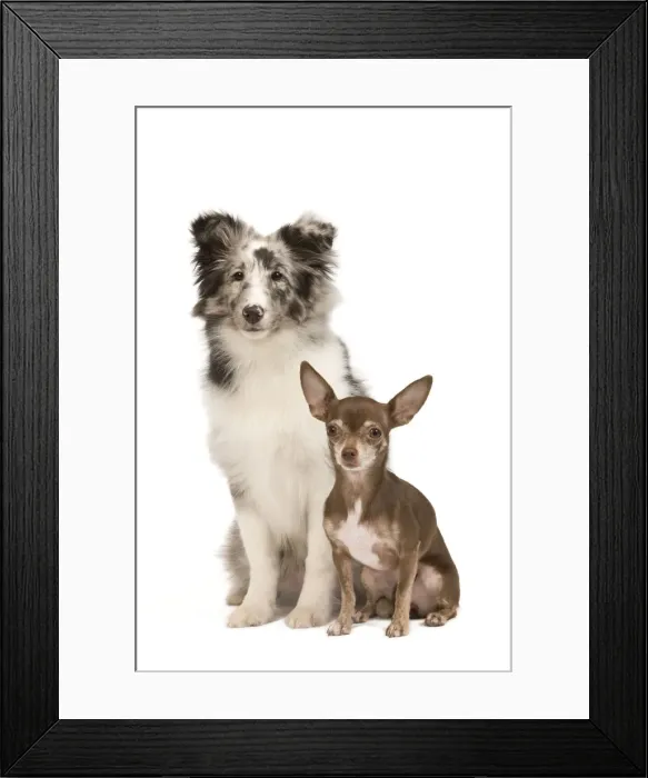 Framed Print : Dog - Chihuahua & Shetland Sheepdog in studio Framed Print : Dog - Chihuahua & Shetland Sheepdog in studio
