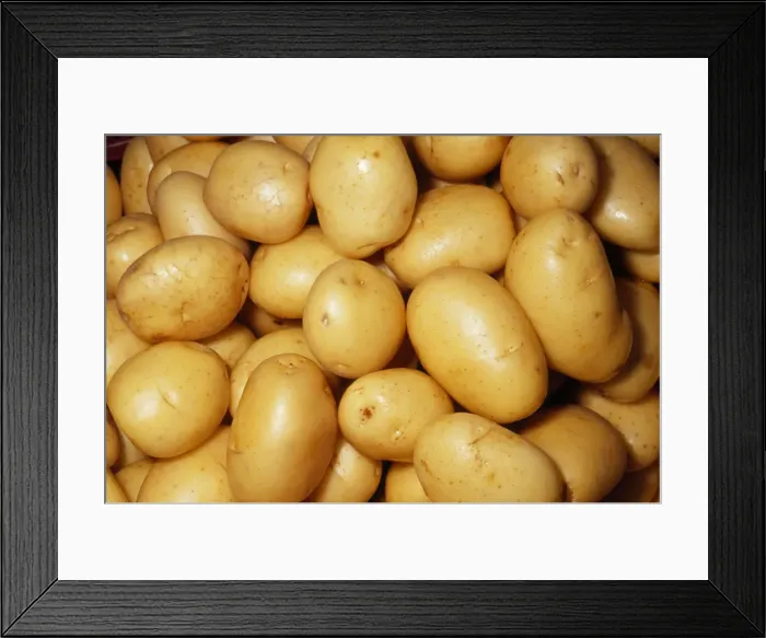 Framed Print : Potato - Yukon Gold variety Fam: Solanaceae Native to Western South America Framed Print : Potato - Yukon Gold variety Fam: Solanaceae Native to Western South America