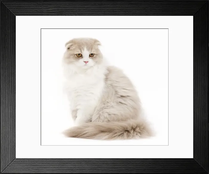 Framed Print : Cat - Highland Fold in studio Framed Print : Cat - Highland Fold in studio