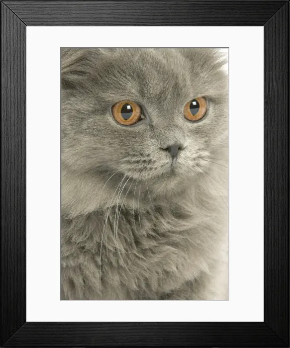 Framed Print : Cat - British longhair blue in studio