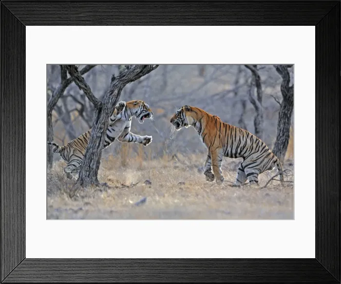 Framed Print : Tiger - male & female fighting over a kill - Ranthambhore National Park - Rajasthan - India Framed Print : Tiger - male & female fighting over a kill - Ranthambhore National Park - Rajasthan - India