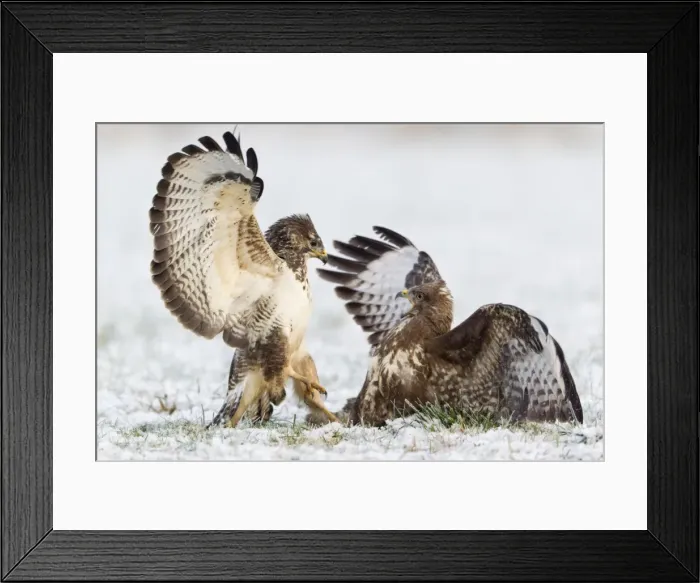 Framed Print : Common Buzzard - two fighting over food in winter - Lower Saxony - Germany Framed Print : Common Buzzard - two fighting over food in winter - Lower Saxony - Germany