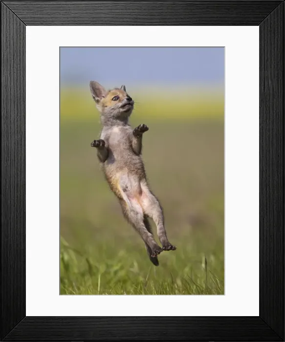 Framed Print : Red Fox - cub jumping in meadow - controlled conditions 12721 Framed Print : Red Fox - cub jumping in meadow - controlled conditions 12721