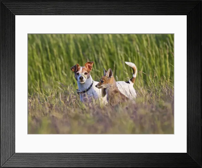 Framed Print : Red Fox - cub with Jack Russel - controlled conditions 13110 Framed Print : Red Fox - cub with Jack Russel - controlled conditions 13110