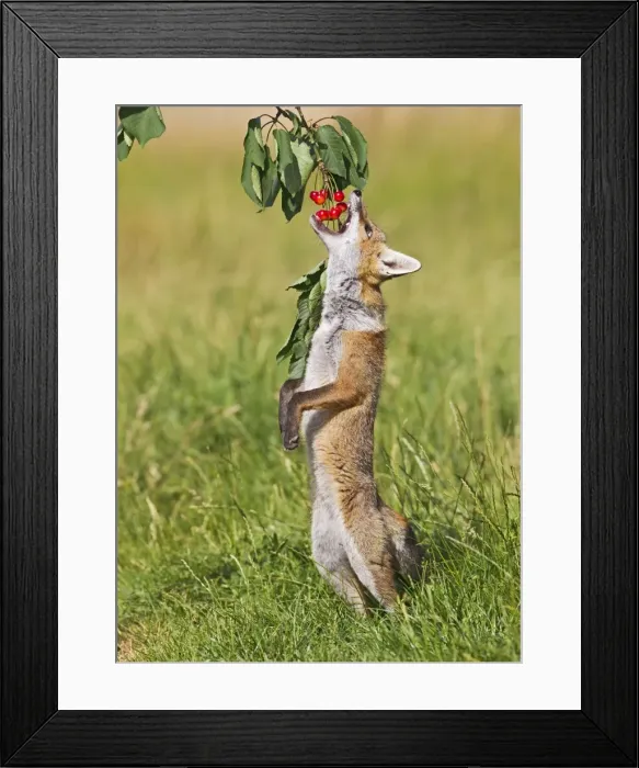 Framed Print : Red Fox - cub jumping to take cherries from tree - controlled conditions 14189 Framed Print : Red Fox - cub jumping to take cherries from tree - controlled conditions 14189