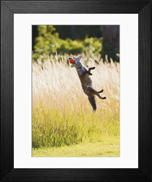 Framed Print : Red Fox - cub jumping for ball - controlled conditions 14304 Framed Print : Red Fox - cub jumping for ball - controlled conditions 14304