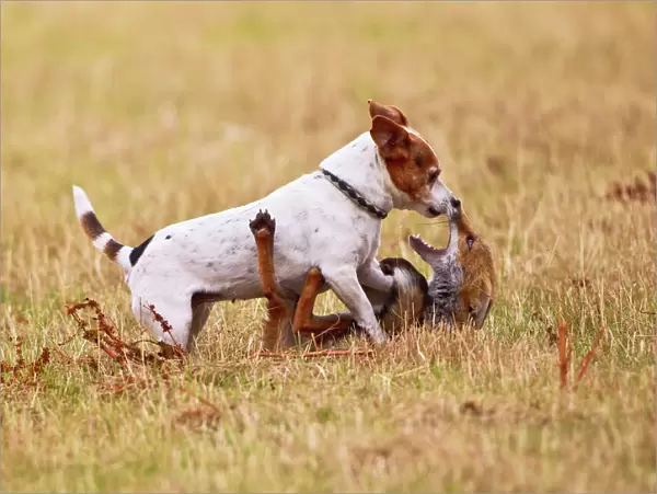 Red Fox - playing with Jack Russell in meadow - controlled conditions 14743