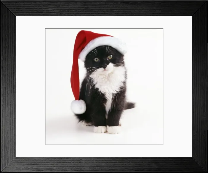 Framed Print : Kittens, JD-11726-m Framed Print : Kittens, JD-11726-m