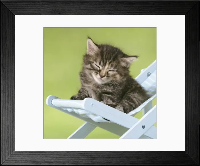 Framed Print : Kittens, JD-18808-m-c Framed Print : Kittens, JD-18808-m-c