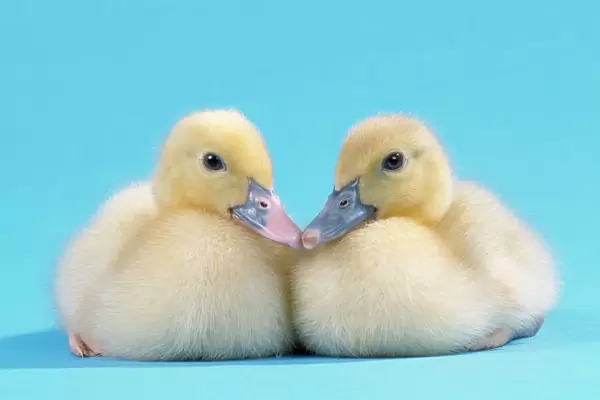 Muscovy Duck - ducklings