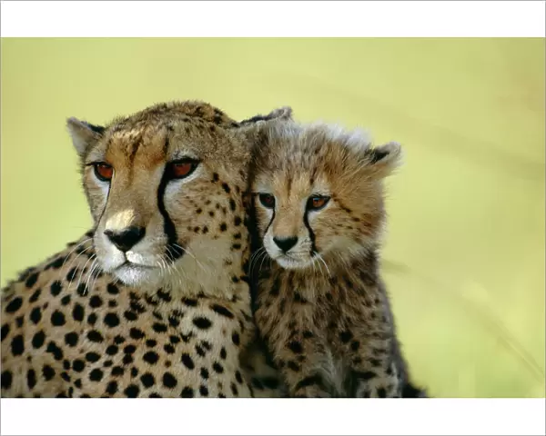 Cheetah Parent & Cub