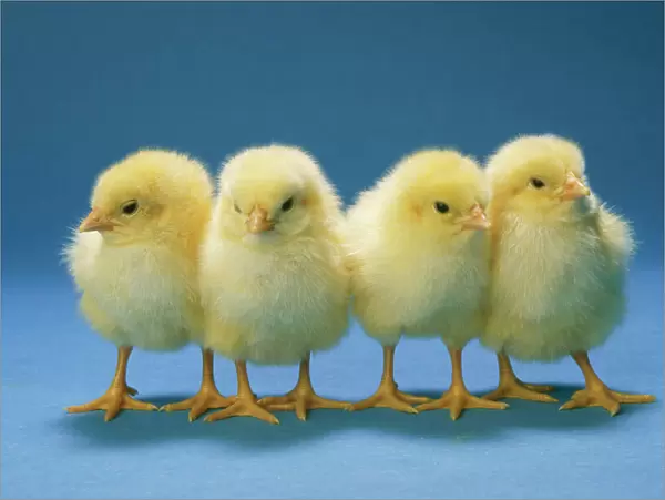 Chickens - x 4 Chicks