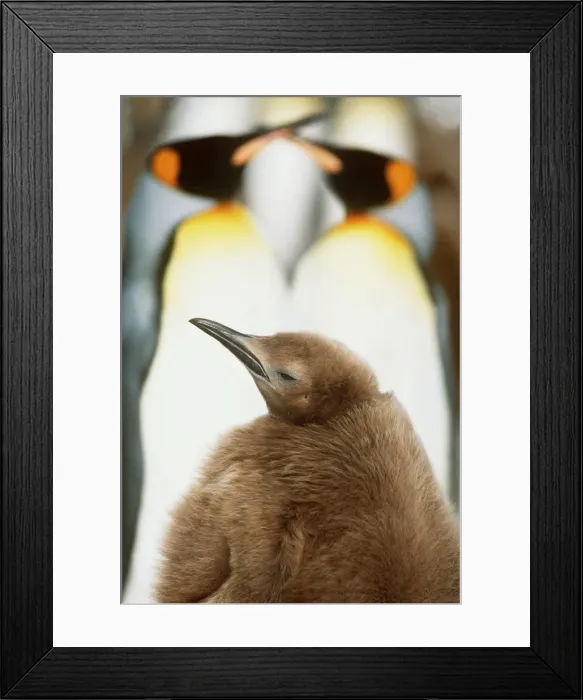Framed Print : King Penguins - two adults and 10 Month Old Chick Framed Print : King Penguins - two adults and 10 Month Old Chick