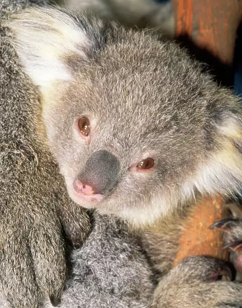 Koala - young