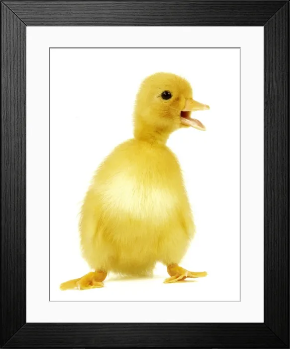 Framed Print : Duckling. LA-979. DUCK - Duckling. Jean Michel Labat Framed Print : Duckling. LA-979. DUCK - Duckling. Jean Michel Labat