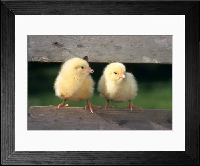 Framed Print : Chicken - two chicks balancing on fence Framed Print : Chicken - two chicks balancing on fence
