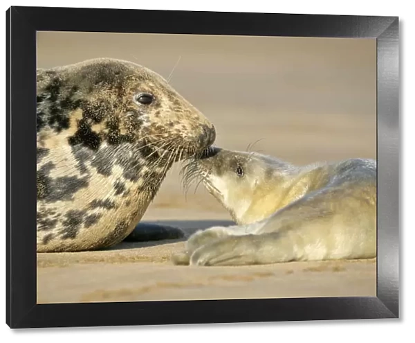 Grey Seal mother and newborn pup taking stock of each other Donna Nook, Lincolnshire Coast, England, UK