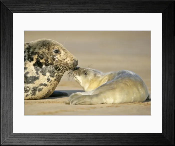 Framed Print : Grey Seal mother and newborn pup taking stock of each other Donna Nook, Lincolnshire Coast, England, UK Framed Print : Grey Seal mother and newborn pup taking stock of each other Donna Nook, Lincolnshire Coast, England, UK