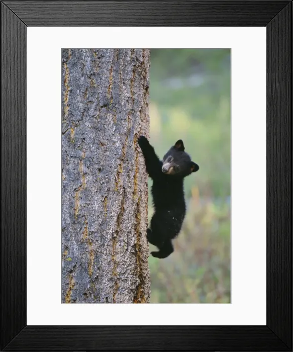 Framed Print : North American Black Bear Cub climbing tree