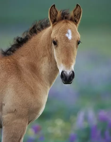 Wild Horse - Young colt amongst wildflowers Summer Western USA WH419